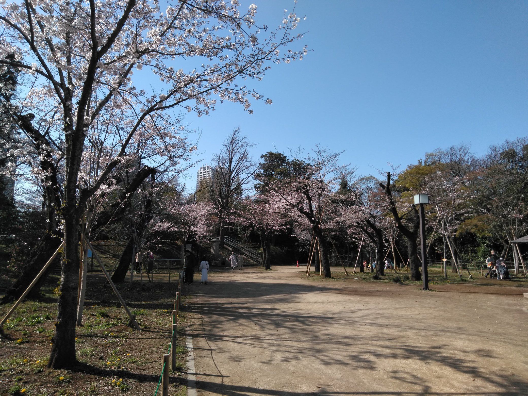 千葉愛の教会 花いっぱい運動 亥鼻公園の桜 は満開間近でした 楽しみです 桜 千葉市 亥鼻公園 満開間近 T Co Omudwidnng Twitter