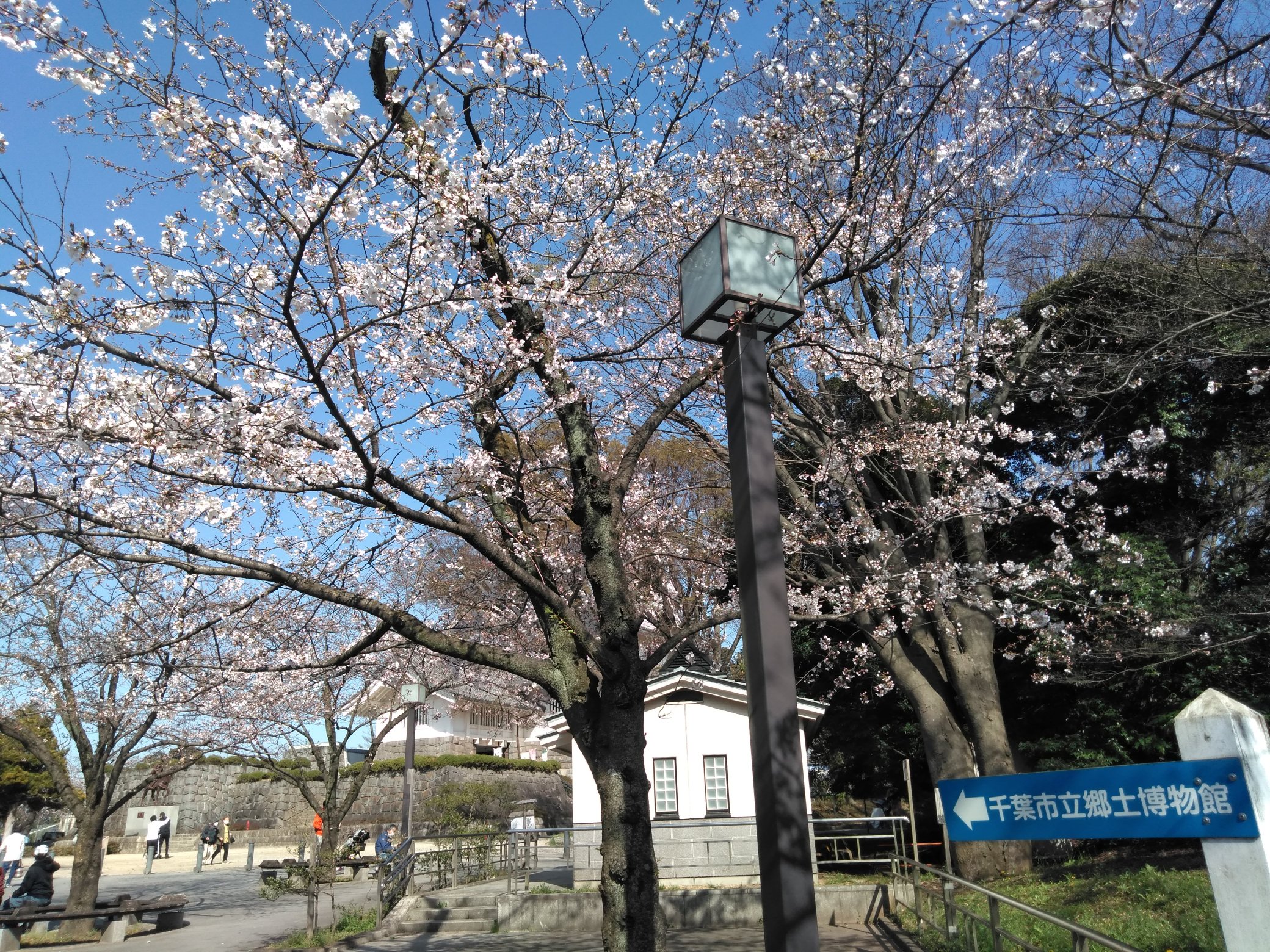 千葉愛の教会 花いっぱい運動 亥鼻公園の桜 は満開間近でした 楽しみです 桜 千葉市 亥鼻公園 満開間近 T Co Omudwidnng Twitter