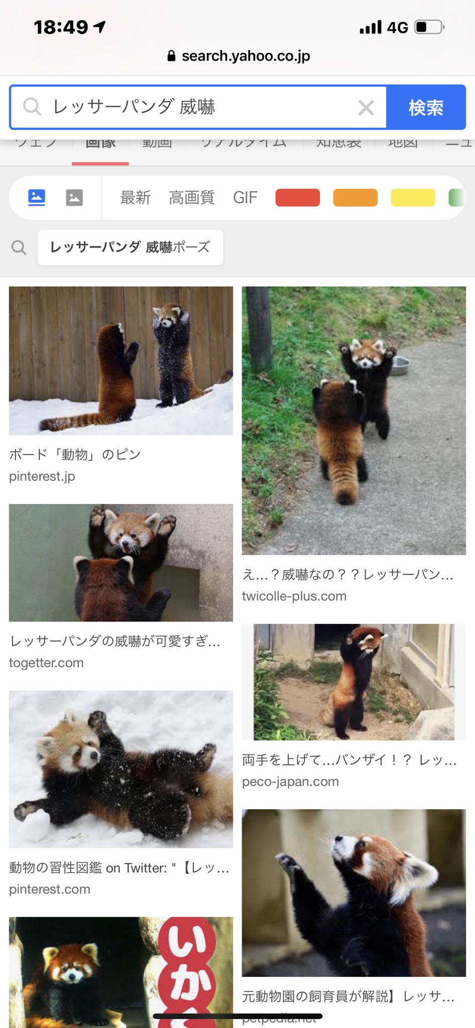 周年の中川翔子 レッサーパンダの威嚇ずっとみちゃうんだけど 抱っこできる場所世界のどこかにあればいいなあ むりなのかな 威嚇ぜんぜん強くなさそうだけど爪がすごいとかなのかな T Co 7glvawogyc Twitter