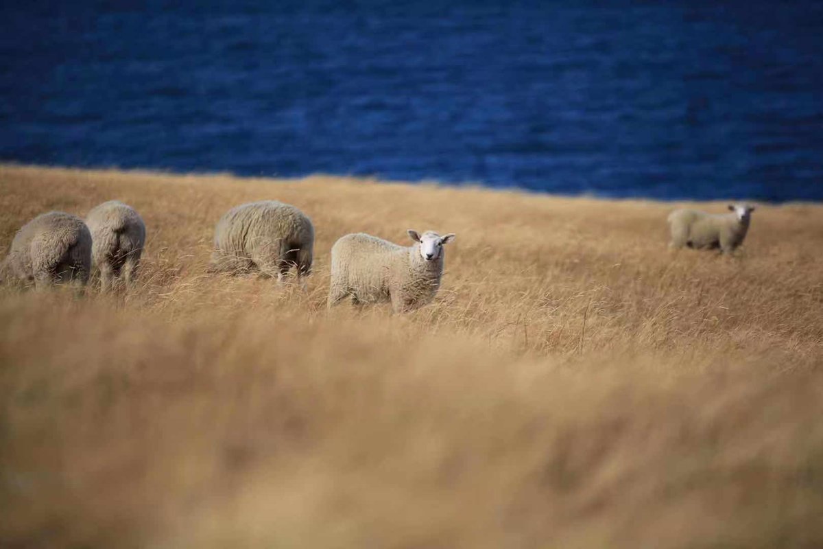 IKKISbB's tweet photo. Did you know that wool is biodegradable? This is such a core part to why we make all IKKI products from it. We want to be sure that what we take from the earth will go back to it without damaging it! https://t.co/QpoSnuWhkQ