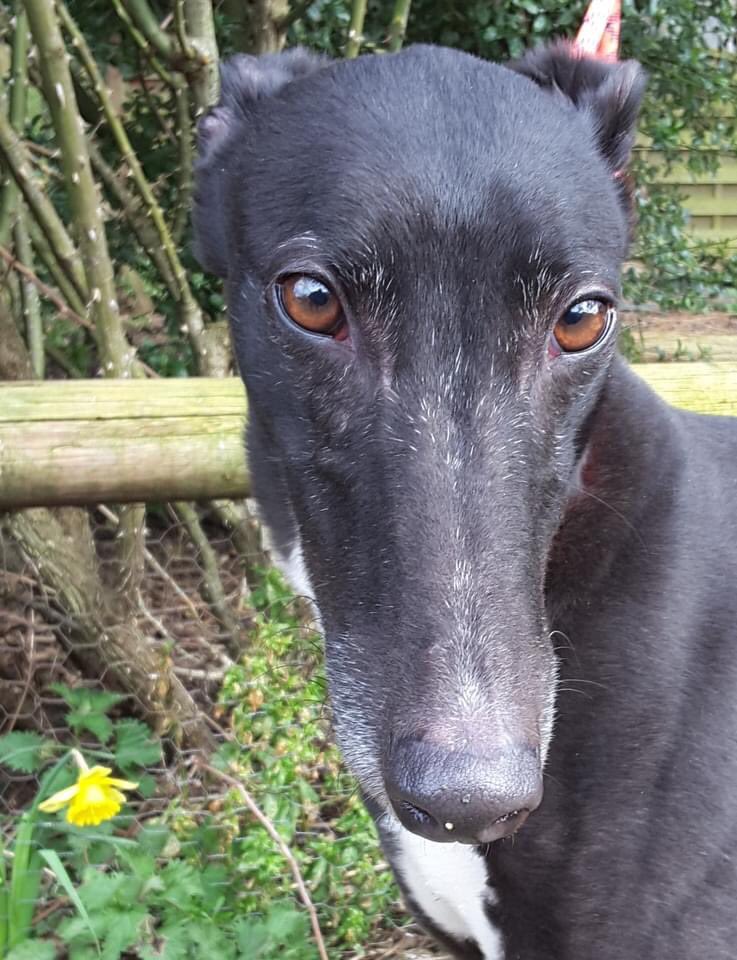 Retired Greyhounds Canterbury tweet media