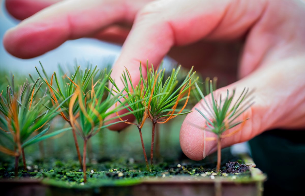 .@FergusEwingSNP announces £1.5M to help grow tree nurseries and small forestry businesses: "I'm pleased to be working with <a href="/DefraGovUK/">Defra UK</a> on this funding agreement which will help more woodland to be created in Scotland." forestry.gov.scot/news-releases/… #forestry
