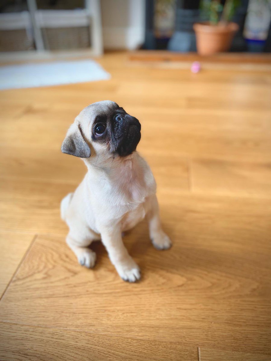 Social_JenBren's tweet photo. A year ago we brought this little guy home, and 20 minutes later lockdown was announced! Happy gotcha day, Ronnie! @gazcooper89 https://t.co/hJ80uOQeOF
