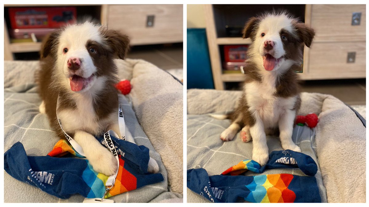 IngramMicro_Au's tweet photo. Here's a photo of fluffy Chip on Puppy Day, an Ingram team members newest addition to the family. Puppy day brings awareness to the need for care of dogs, particularly rescue dogs like little Chip.
 
#PuppyDay #RescueDog #IngramMicro https://t.co/UIskvIyP7O
