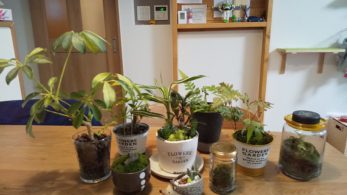 ryuryu_Box's tweet photo. 久しぶりつぶやき。生きてます。
ここ2年くらい、観葉植物→苔→コケリウム→イモリウムと趣味を広げて楽しんでる。 https://t.co/kBi9XWgFjh