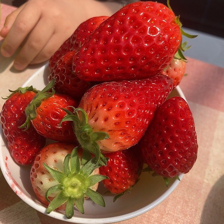 jennibirb's tweet photo. いちご狩り🍓 https://t.co/oZUb9tQeLC