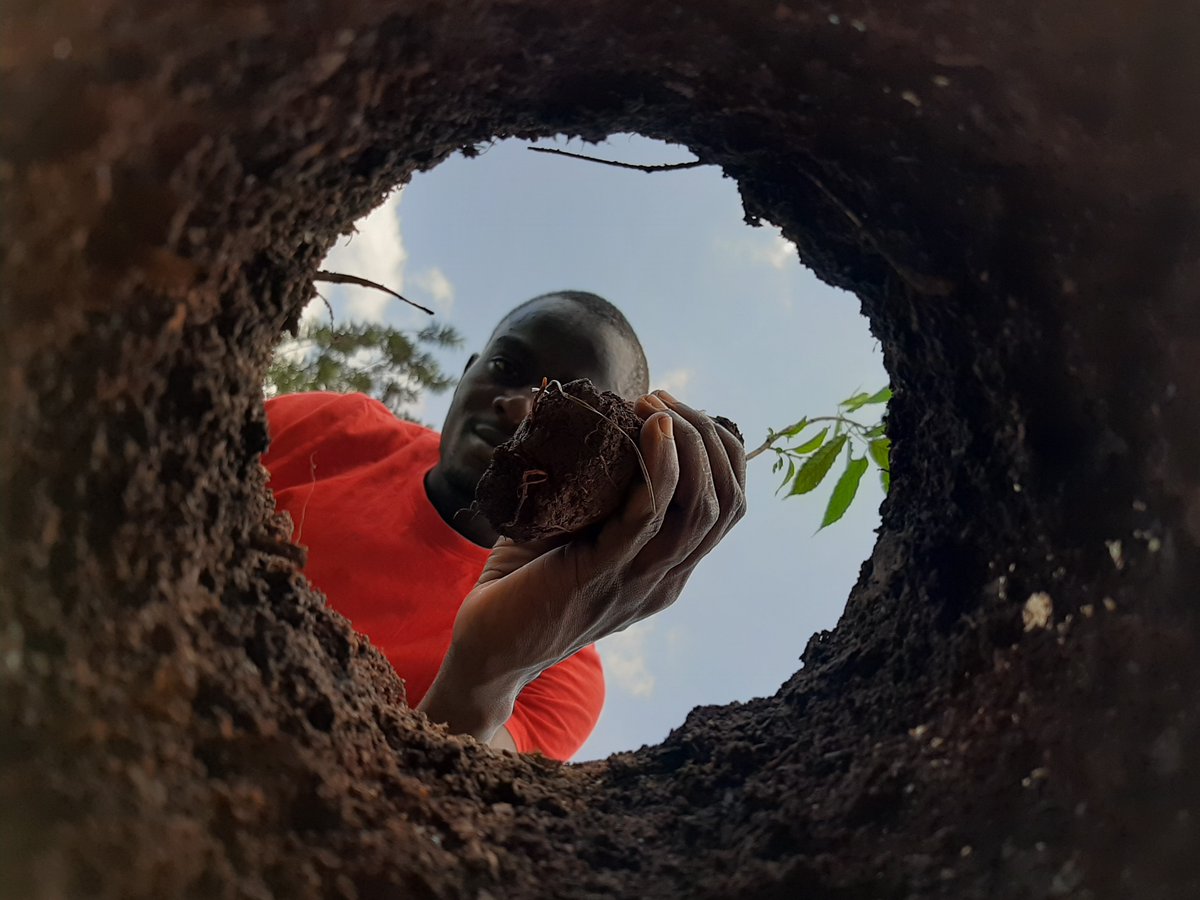 coopafrica's tweet photo. For every bicycle we distribute in our bicycle projects in Uganda we plant 10 trees. One bike ten trees! https://t.co/o7pv4jIoqB
#onebiketentrees https://t.co/iApb1aIA9Q