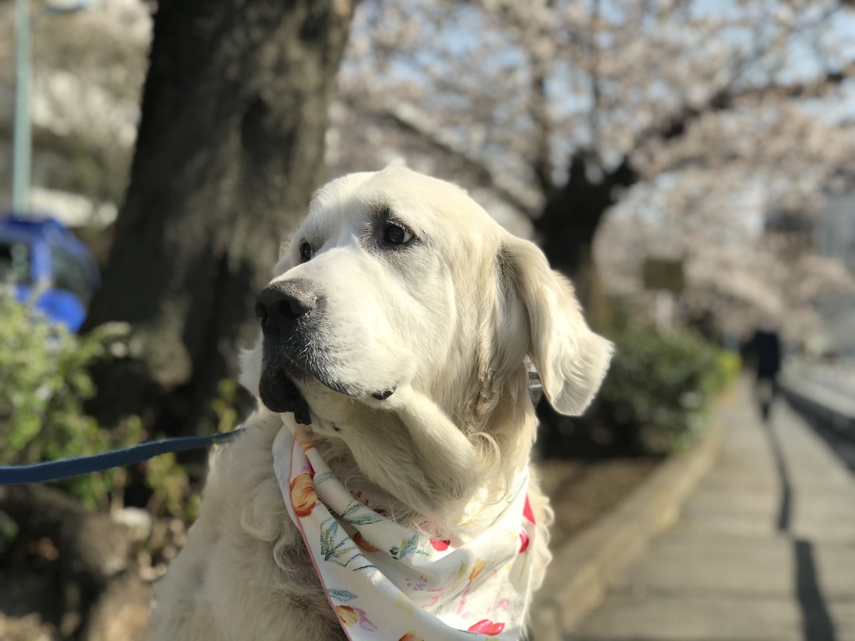 VictoriaBoy3's tweet photo. 春の訪れを感じるお犬様 https://t.co/YJbmmlgsDs