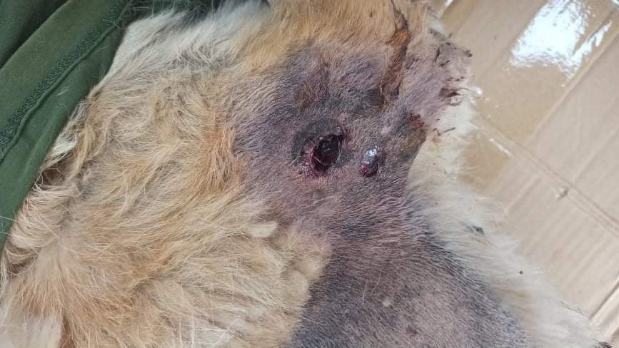 TW : Violence, Wounds

In #Taunggyi, the terrorist group shot the dog with rubber bullets because it barked at them. How Cruel?
KEEP ON MOBILE DATA
#WhatsHappeningInMyanmar
#Mar23Coup