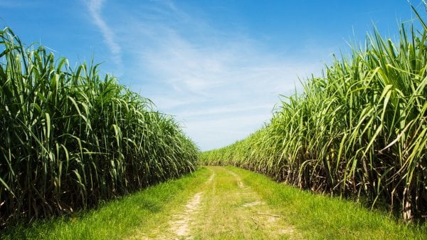 Nzoia Sugar Co.Ltd tweet media