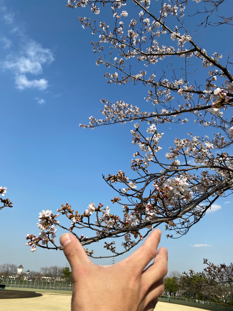 tashimako_pan's tweet photo. 東京では桜が咲きました！！ https://t.co/6z6ib6qPLk