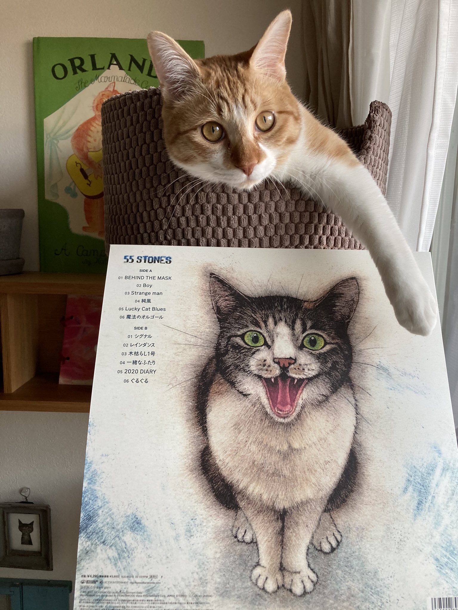 Naoco 斉藤和義さんの新譜とどいたー 坂本千明さんの猫ジャケ うしろ側もすばらしい 斉藤和義 坂本千明 55stones T Co Kcjzryrkkk Twitter