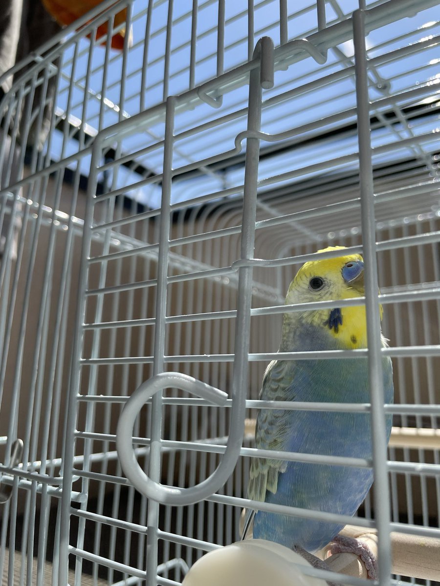 ten0712nn's tweet photo. 迷いインコを保護して1週間です！日光浴するといいと聞いたのでお洗濯干しながらポカポカ🌞沢山食べて寝て鳴いて、小屋の掃除する時は、新聞紙の上に乗って遊んでます。毛もそんなに抜かなくなってきた！＃迷いインコ #保護インコ #府中市新町 https://t.co/sed69CwL88