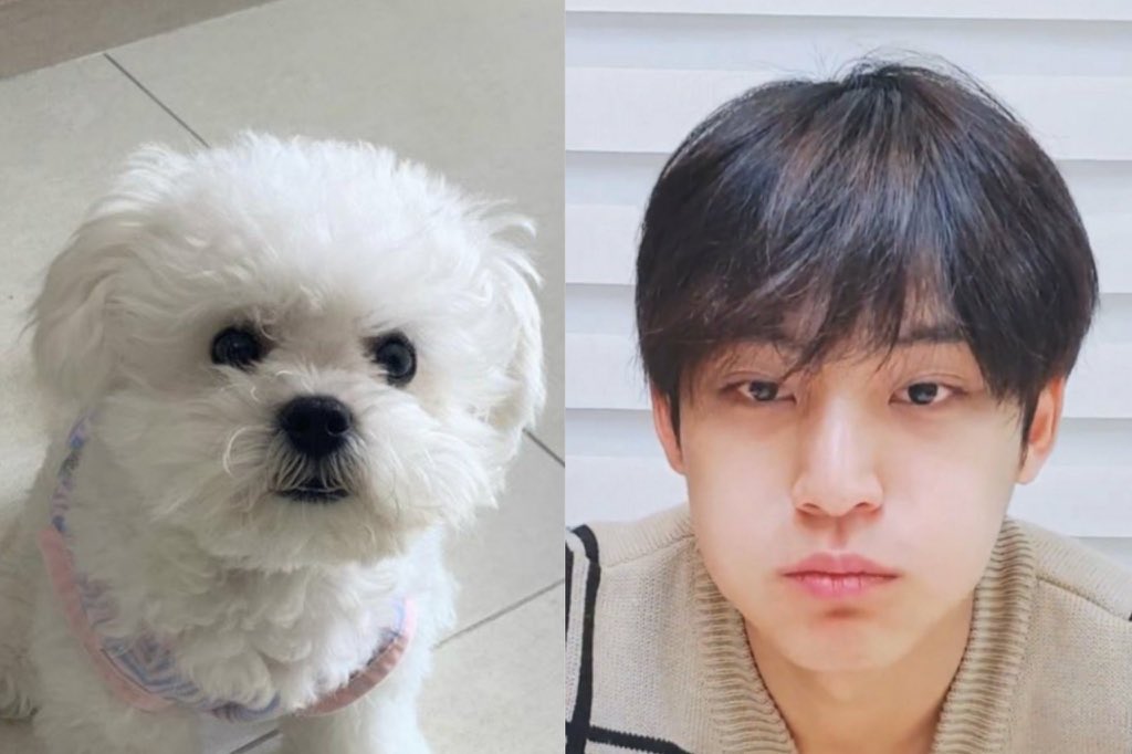 pompommingyu's tweet photo. 오늘이 세계 강아지의 날 이라구?🐶😍💕 https://t.co/412kxkx2Si