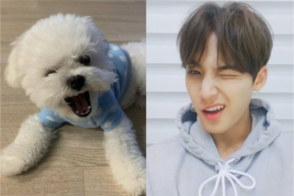 pompommingyu's tweet photo. 오늘이 세계 강아지의 날 이라구?🐶😍💕 https://t.co/412kxkx2Si