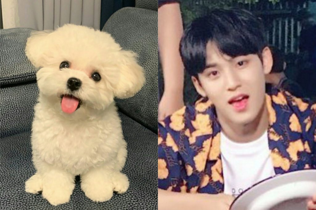 pompommingyu's tweet photo. 오늘이 세계 강아지의 날 이라구?🐶😍💕 https://t.co/412kxkx2Si