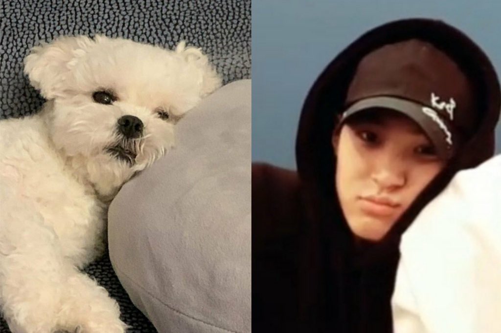 pompommingyu's tweet photo. 오늘이 세계 강아지의 날 이라구?🐶😍💕 https://t.co/412kxkx2Si