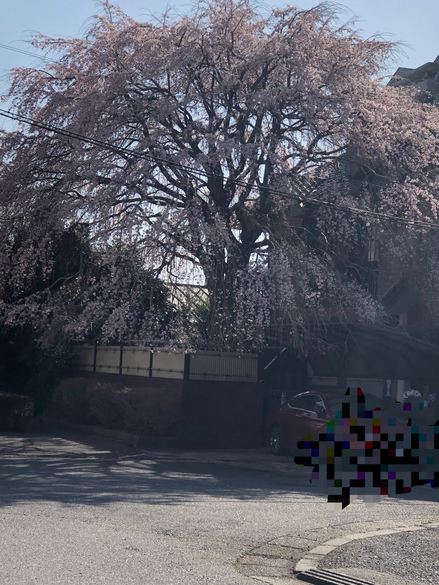 ソレイユのママ ちと逆光だけど 歩いてる途中で前から見ていた桜の木 実は個人のお庭の桜の木でした レンガっぽい素敵なおうちとおベンツ２台とまってる時もある 豪邸 ホントはダメだけど満開なのでつい T Co Nlfqw1jg5t Twitter