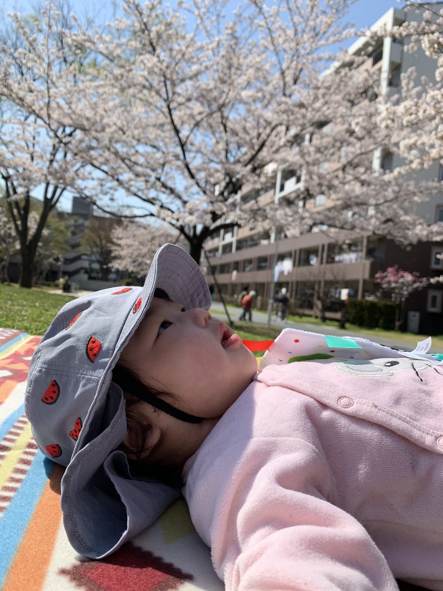 elmami13's tweet photo. 小珀看着樱花喝奶粉🍼 https://t.co/SLgtm1qvmt