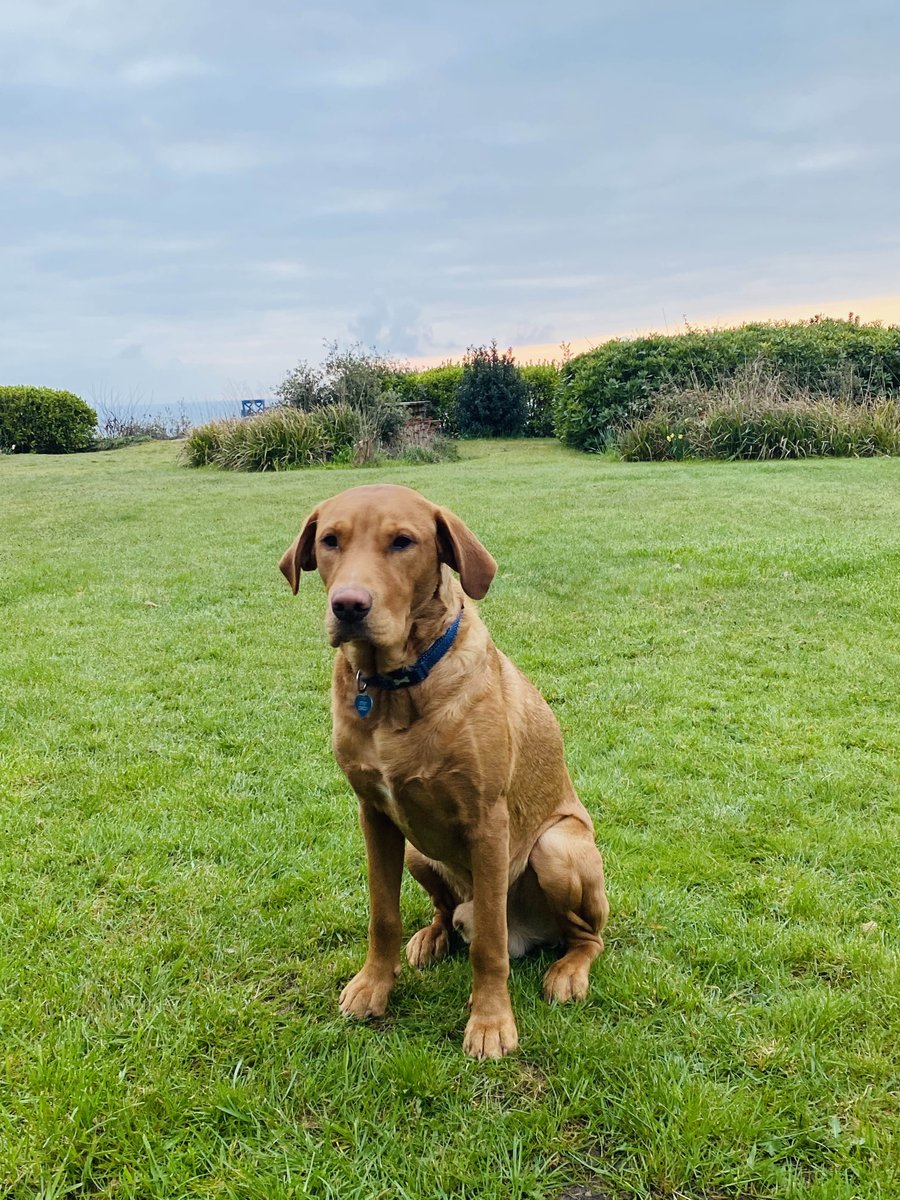 CannonEstates's tweet photo. Early bird catches the worm, off to work we go! However Jackson is still a bit bleary eyed π€£ #officedog #coasttocountry #estateagent #propertyforrent #propertyforsale #cirencester #propertysearch #househunting https://t.co/vC8m3kXBry
