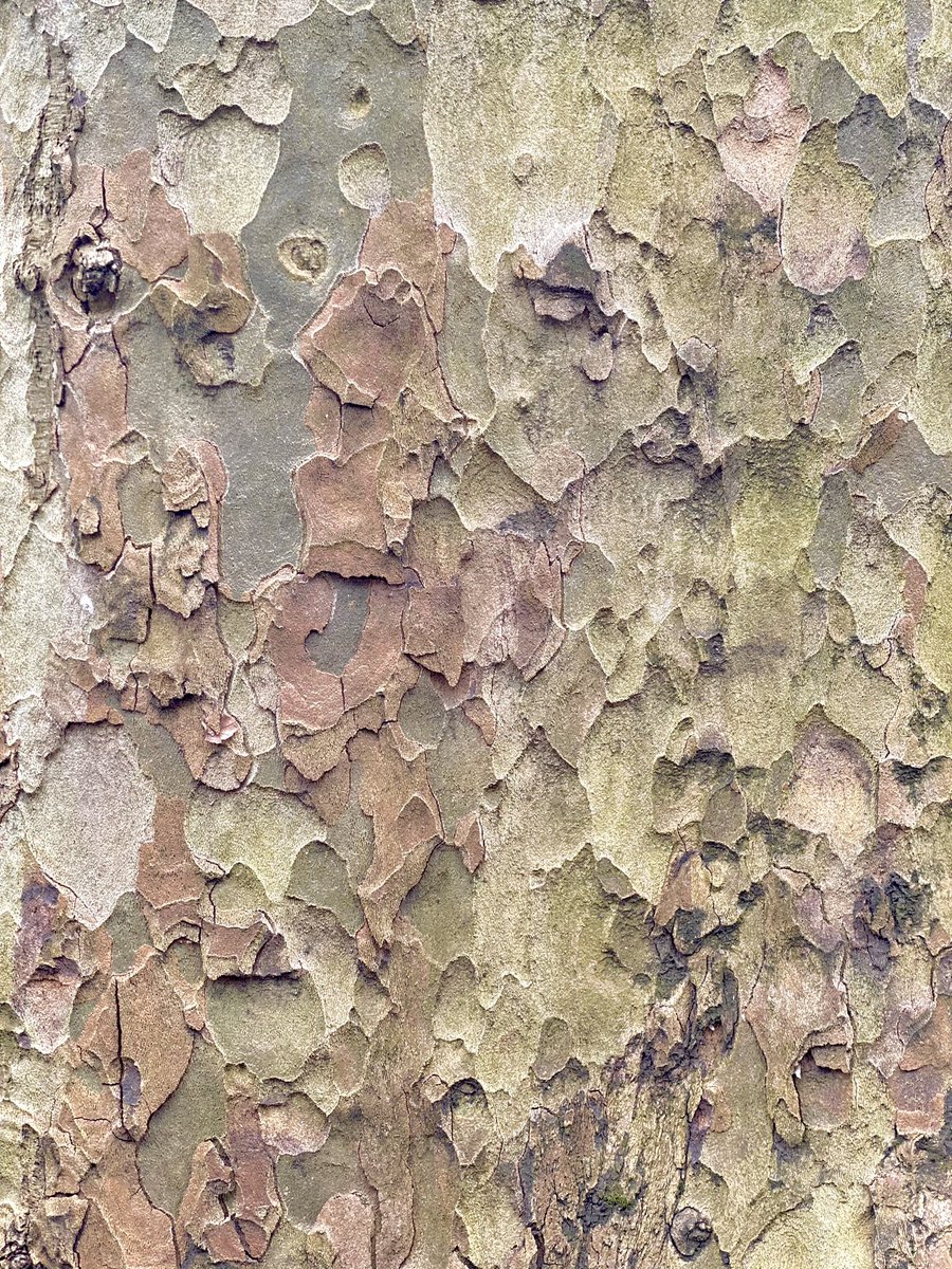 Good morning.

Do you want to give Me a hug?

I know I’m a bit rough in the “skin” That’s the charm with us trees.....#tree #treeoflife #treeclimbing #trees #treephotography #nature #naturelovers #natureshots #natureinlondon #londonnature #træ #natur #baum