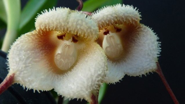 tuCpakoa's tweet photo. L’orchidée "Dracula simia", plus souvent appelée "l’orchidée singe", fait partie d’une famille contenant plus de 110 spécimens différents ayant pour particularité de ressembler de façon saisissante à une tête de singe ! https://t.co/7Ef5OdAztr