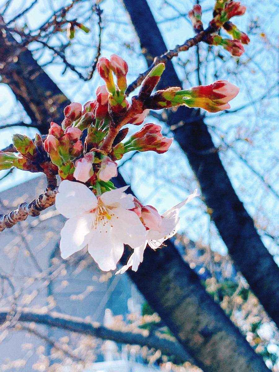 ちょっとだけ桜咲いてた⸜( ' ꒳ ` )⸝🌸
春だね〜 