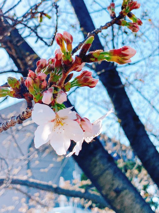 ちょっとだけ桜咲いてた⸜( ' ꒳ ` )⸝🌸
春だね〜 