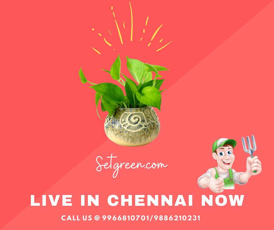 setgreen242's tweet photo. Happy to announce that we are Live in Chennai now...Buy all kind of #Liveplants, #Planters and #Gardenessentials at #Setgreen. Get your orders to doorstep in #Hyderabad, #Bangalore & #Chennai. Visit us @ https://t.co/qFwqXwo5lX, #app https://t.co/iCxJPYFg0w. @khushbookadri https://t.co/zLnNjxx6FF
