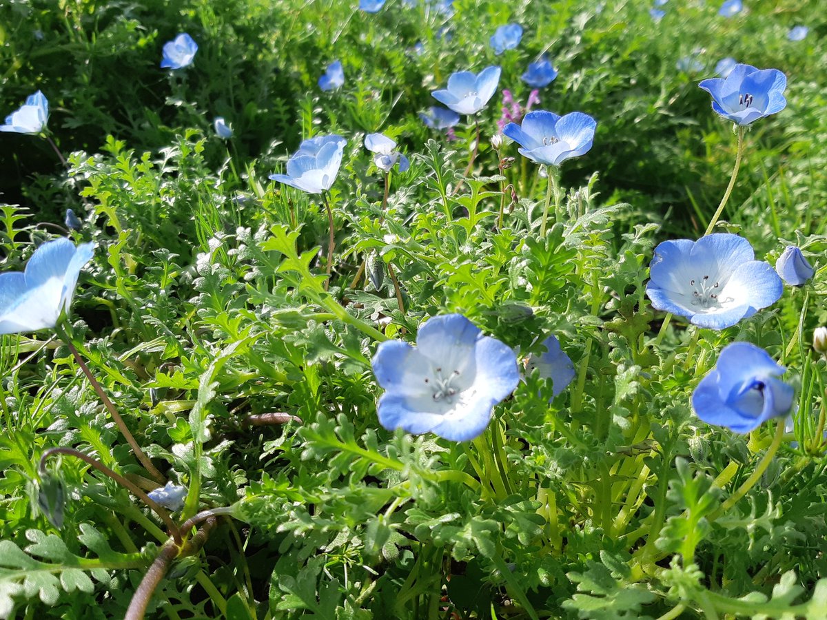 海の中道海浜公園 花の丘のネモフィラは 丘の斜面のみ一足咲きに咲き始めています 撮影日 3月23日 うみなか開花情報