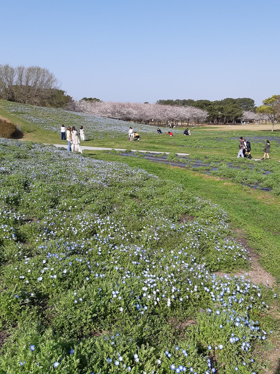 海の中道海浜公園 花の丘のネモフィラは 丘の斜面のみ一足咲きに咲き始めています 撮影日 3月23日 うみなか開花情報