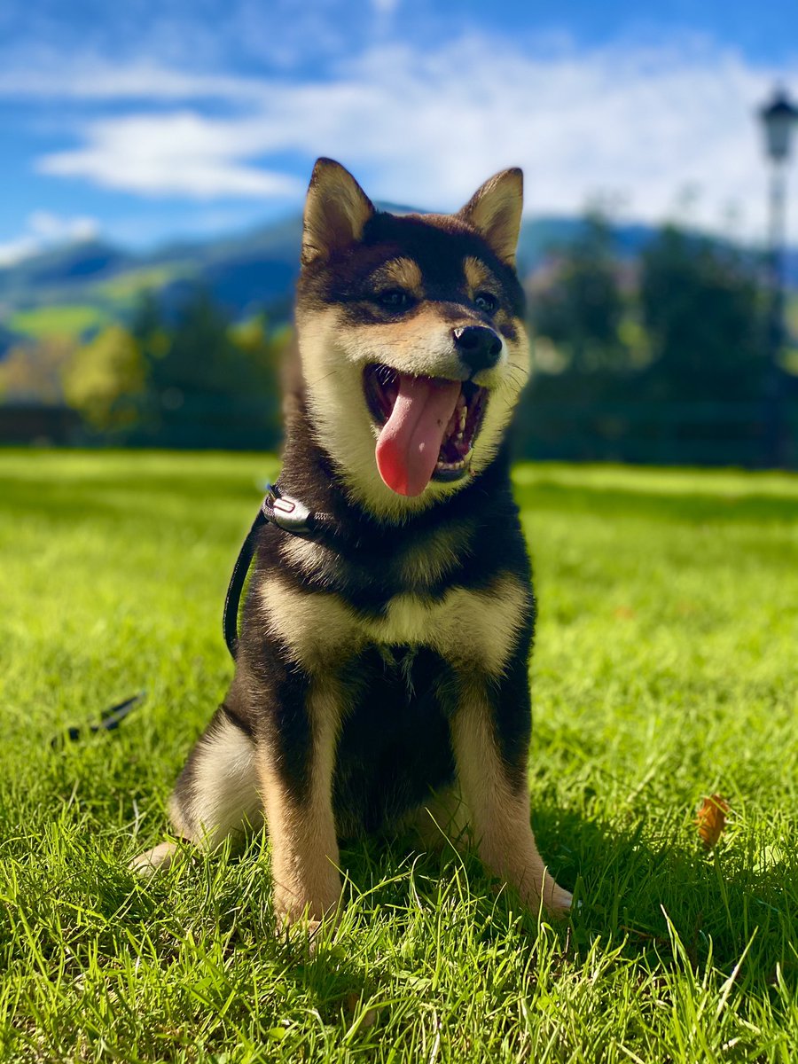  Andoni  tweet media