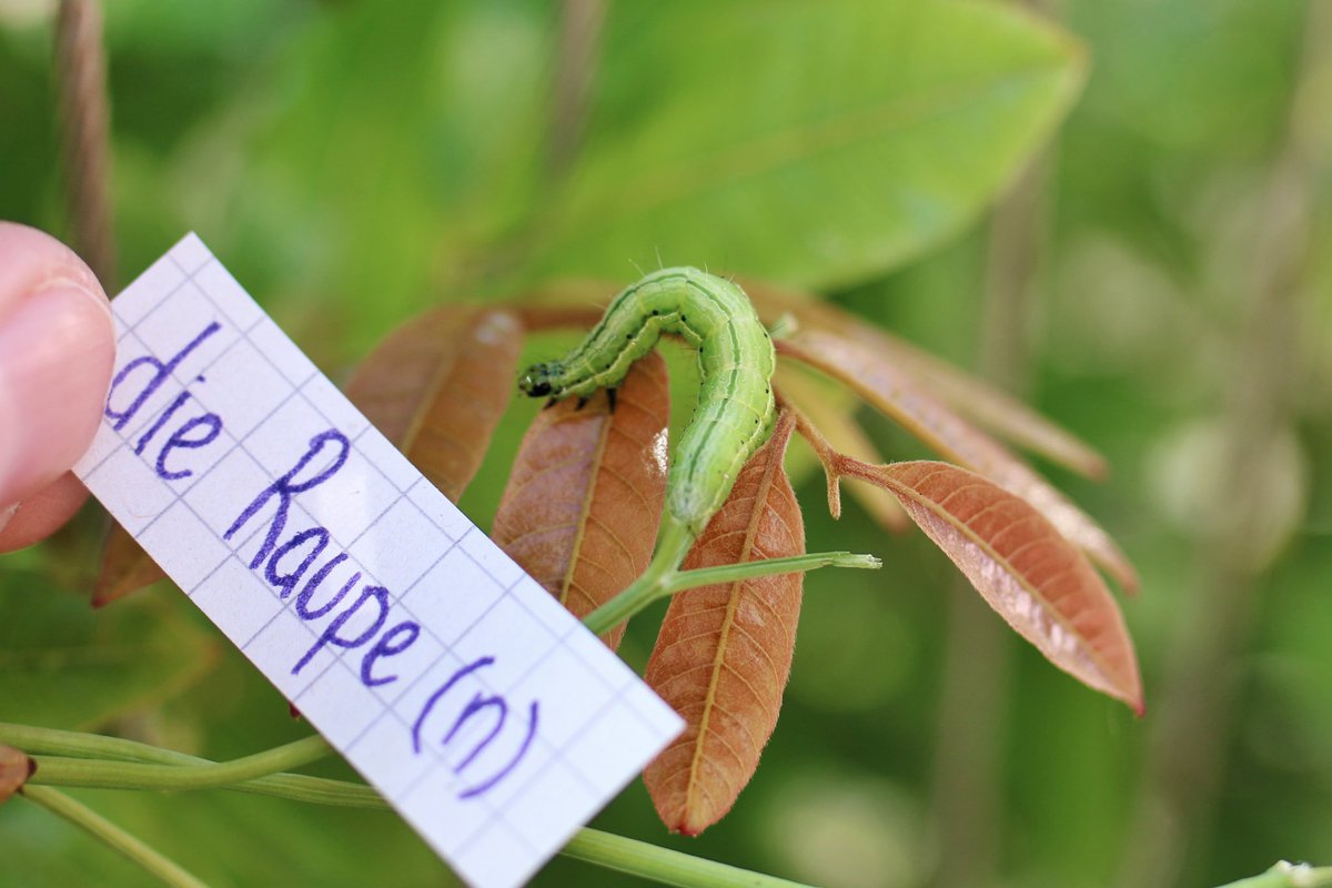 "The very hungry caterpillar" is "Die Kleine Raupe Nimmersatt" in German - the little insatiable caterpillar.  
die Raupe - caterpillar