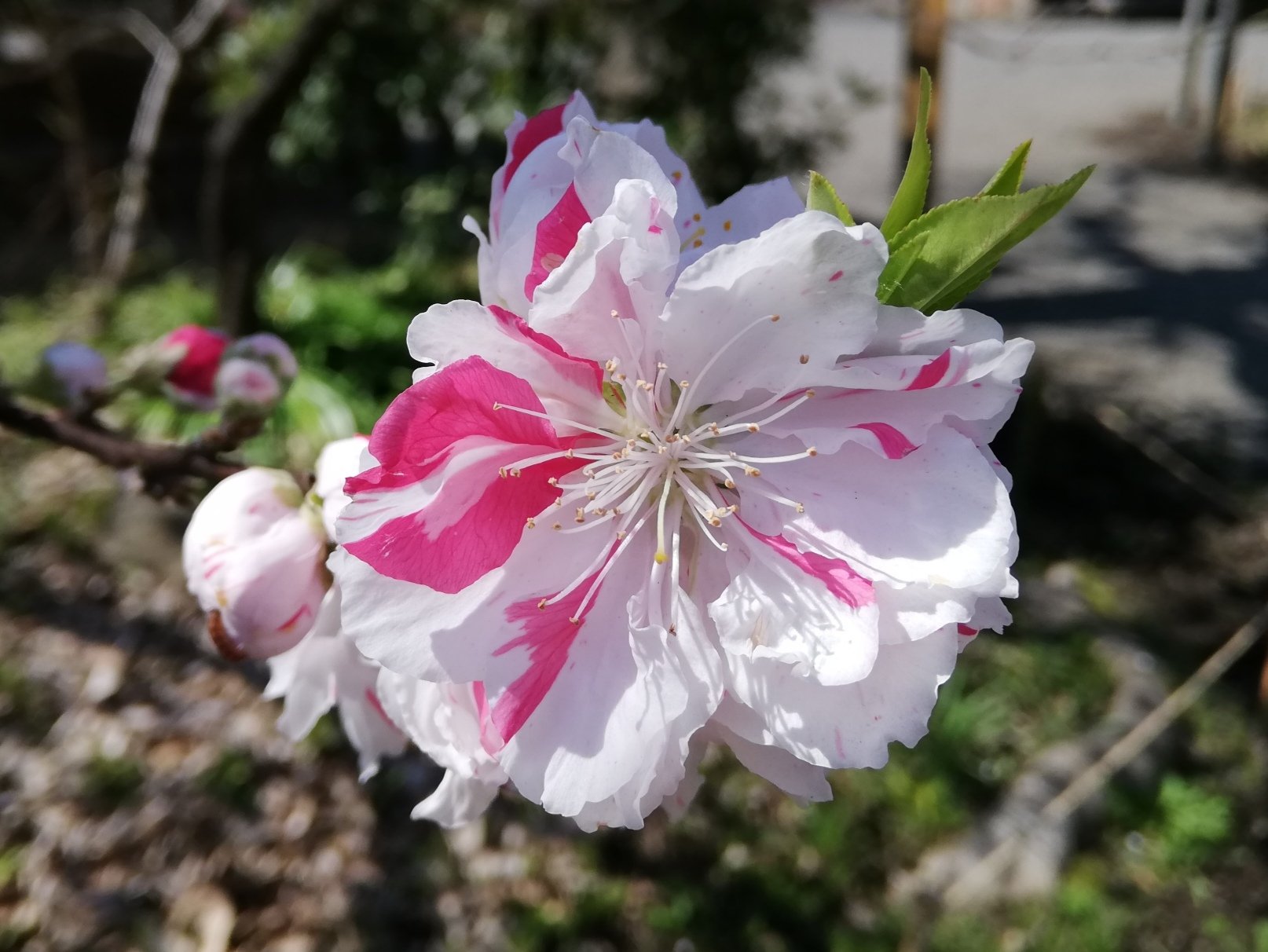 向島百花園 源平桃 ゲンペイモモ の花 がわぁっと咲きました １本の木に 源氏の白と平氏の赤が入り混じって咲くのが由来だそう 白い花 紅い花 絞り ミックス とあって 全体的には白の源氏が優勢ですが 中にきれいなピンクを発見しました 令和で