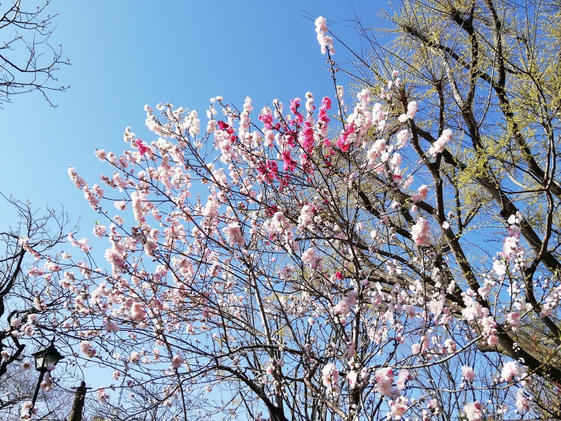 向島百花園 源平桃 ゲンペイモモ の花 がわぁっと咲きました １本の木に 源氏の白と平氏の赤が入り混じって咲くのが由来だそう 白い花 紅い花 絞り ミックス とあって 全体的には白の源氏が優勢ですが 中にきれいなピンクを発見しました 令和で