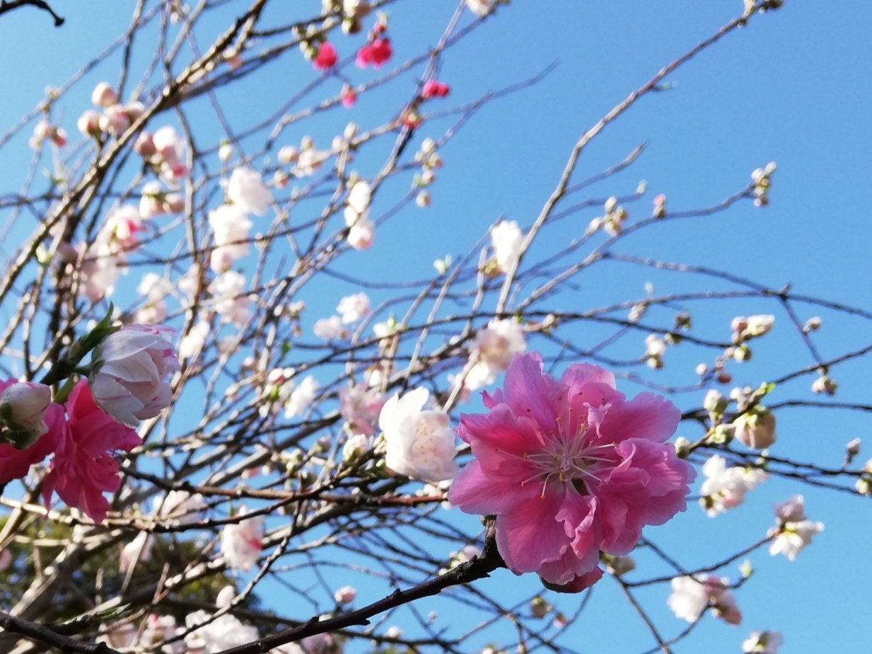 向島百花園 源平桃 ゲンペイモモ の花 がわぁっと咲きました １本の木に 源氏の白と平氏の赤が入り混じって咲くのが由来だそう 白い花 紅い花 絞り ミックス とあって 全体的には白の源氏が優勢ですが 中にきれいなピンクを発見しました 令和で