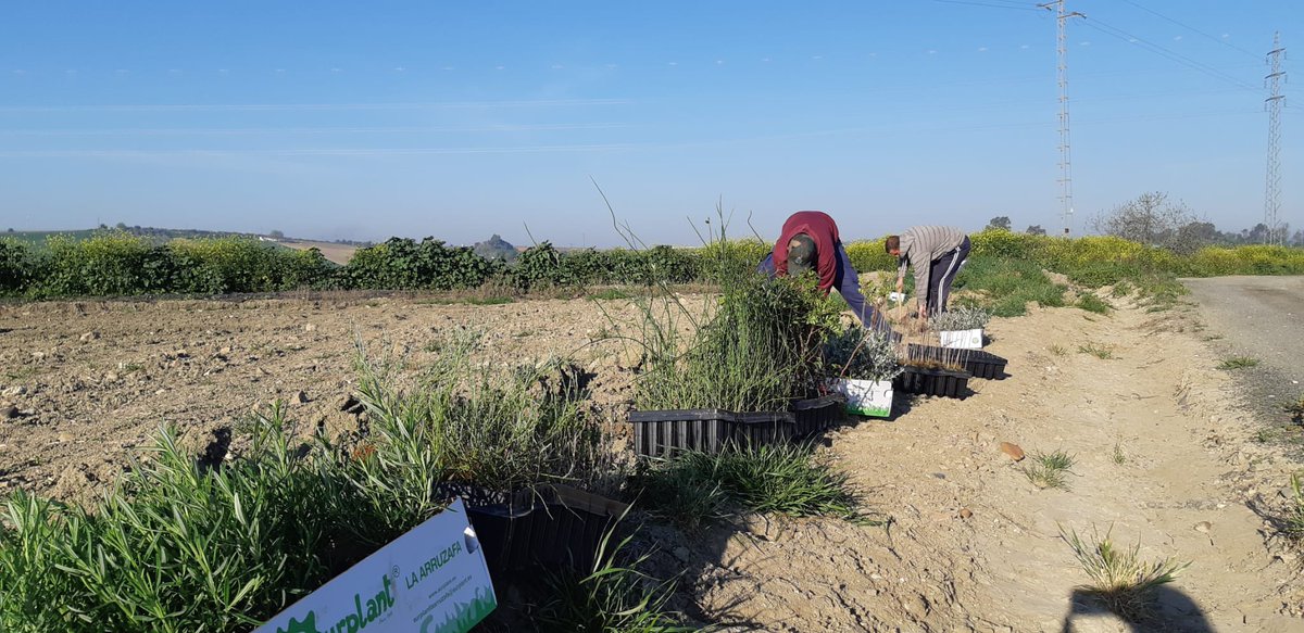 CerealAgua's tweet photo. 🗣Acciones de diversificación del paisaje en la Campiña de #Córdobaesp 
Servicio ecosistémico que aporta la implantacion de setos vivos y la buena gestión de la agricultura: biodiversidad, control de plagas, polinizadorew, control de erosión, paisaje #CerealAgua 🌾💦 https://t.co/UDcctxgIcx