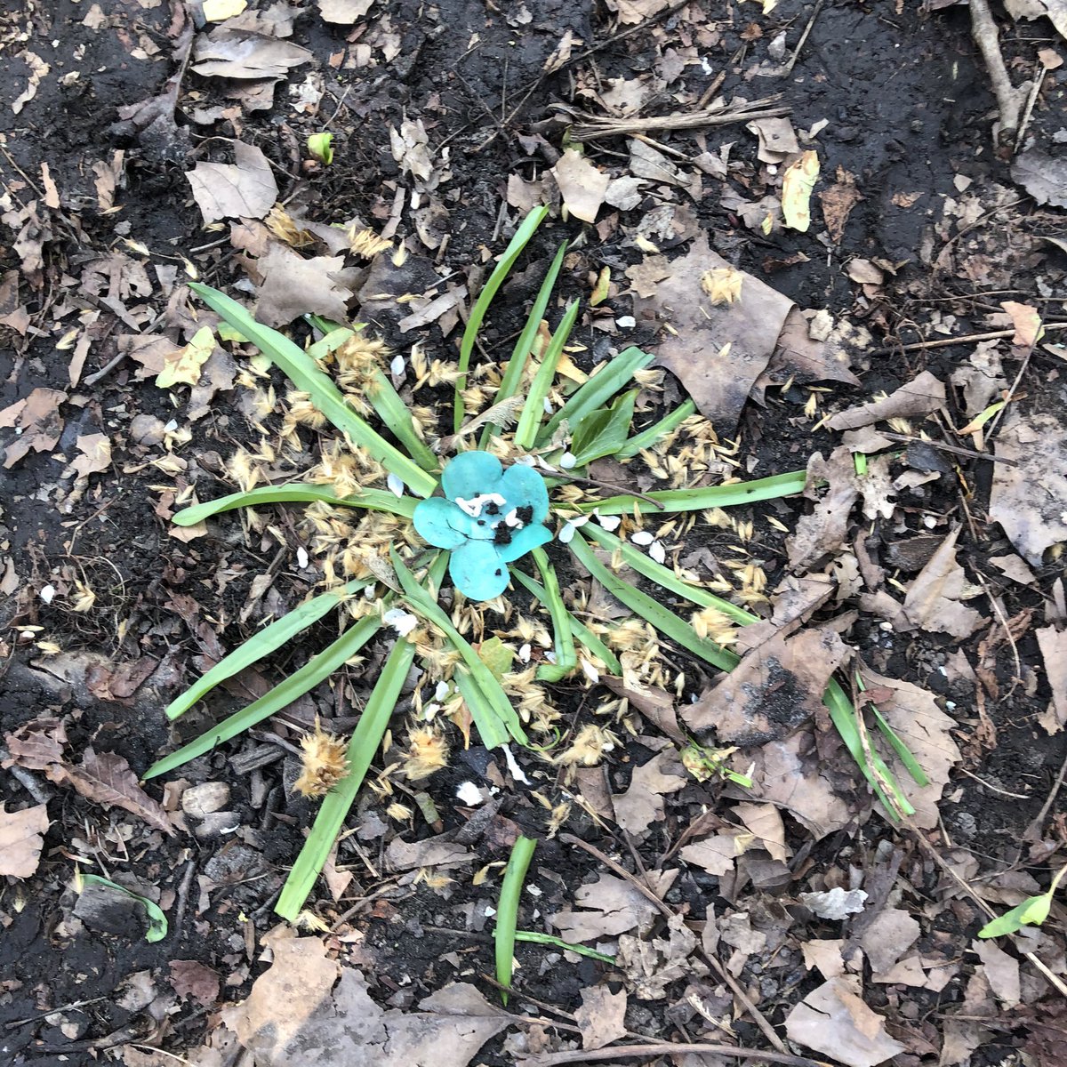 BGS_LowerSch's tweet photo. Year 1 were inspired by Andy Goldsworthy and made some wonderful natural art. They also focused on showing some of the 7 elements of art. #BGS_art #BGS_year1 #BGS_collaboration https://t.co/McACS52pd6