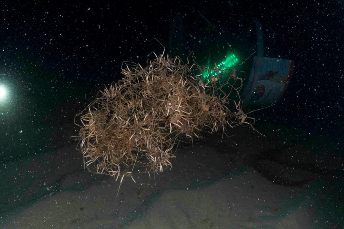 SteveTrewhella1's tweet photo. Unholy numbers of Sea spiders attracted to the light trap last night , never seen anything like it #seaspiders #seaspider #pycnogonids #pycnogonid https://t.co/Y2fTGqNPFo