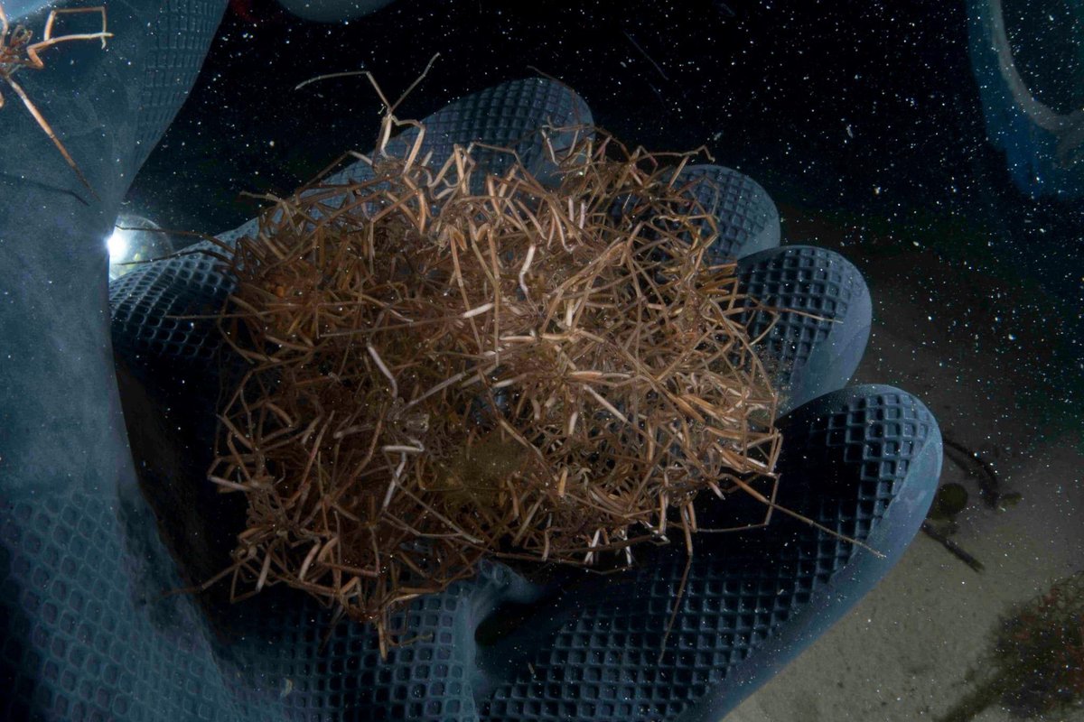 SteveTrewhella1's tweet photo. Unholy numbers of Sea spiders attracted to the light trap last night , never seen anything like it #seaspiders #seaspider #pycnogonids #pycnogonid https://t.co/Y2fTGqNPFo