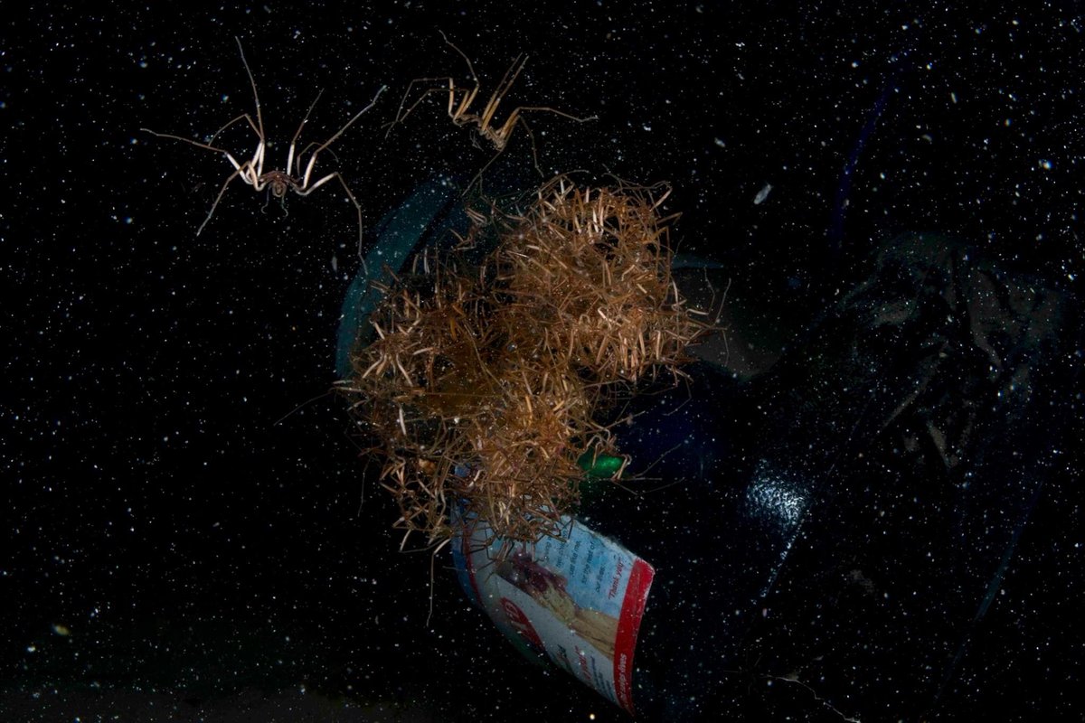 SteveTrewhella1's tweet photo. Unholy numbers of Sea spiders attracted to the light trap last night , never seen anything like it #seaspiders #seaspider #pycnogonids #pycnogonid https://t.co/Y2fTGqNPFo