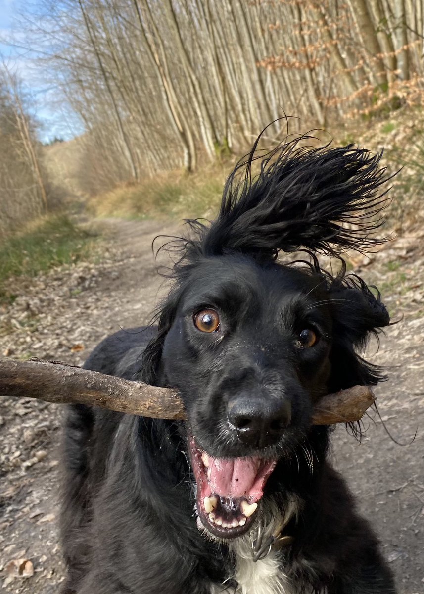 Anyone else wishing for Rosie’s energy levels this morning?! 😂 #SettleandStay #Haslemere #Sprocker