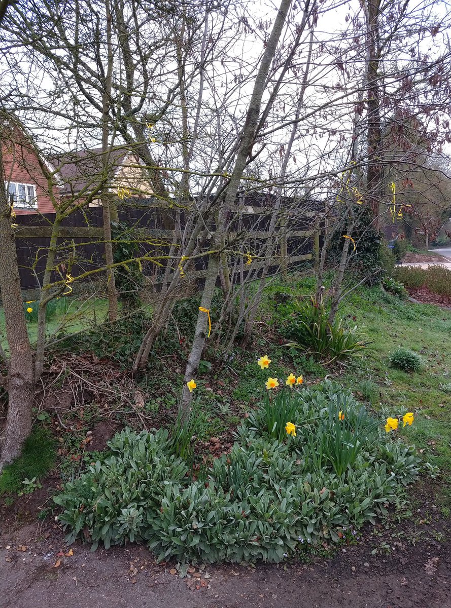 ShonaHoad's tweet photo. One year on: a yellow ribbon to remember each month and the lives that have been changed forever in that time. Finding hope in the natural rhythm of Creation as the spring flowers bloom and the birds continue to sing in each new day. Thankful for the frontline. #DayOfReflection https://t.co/7zrvVtFRBX