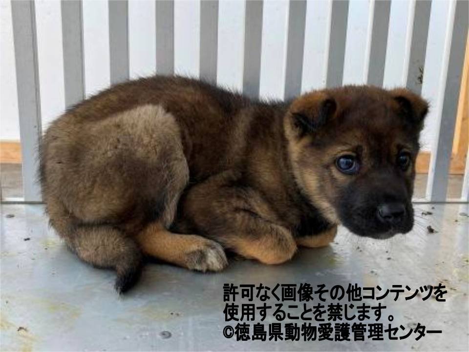 Japanesemichael Jackson 徳島県動物管理センター 期限 3月26日 レスキュー 性別 男 月齢 約2 5 3ヶ月 犬種 雑種犬 体格 小 性格 短期間で慣れてくれると思われる 里親急募 一時保護急募 徳島県 犬 保健所 子犬 動物愛護団体 Japanesemichael Jackson 徳島県動物管理センター 期限 3月26日 レスキュー 性別 男 月齢 約2 5 3ヶ月 犬種 雑種犬 体格 小 性格 短期間で慣れてくれると思われる 里親急募 一時保護急募 徳島県 犬 保健所 子犬 動物愛護団体