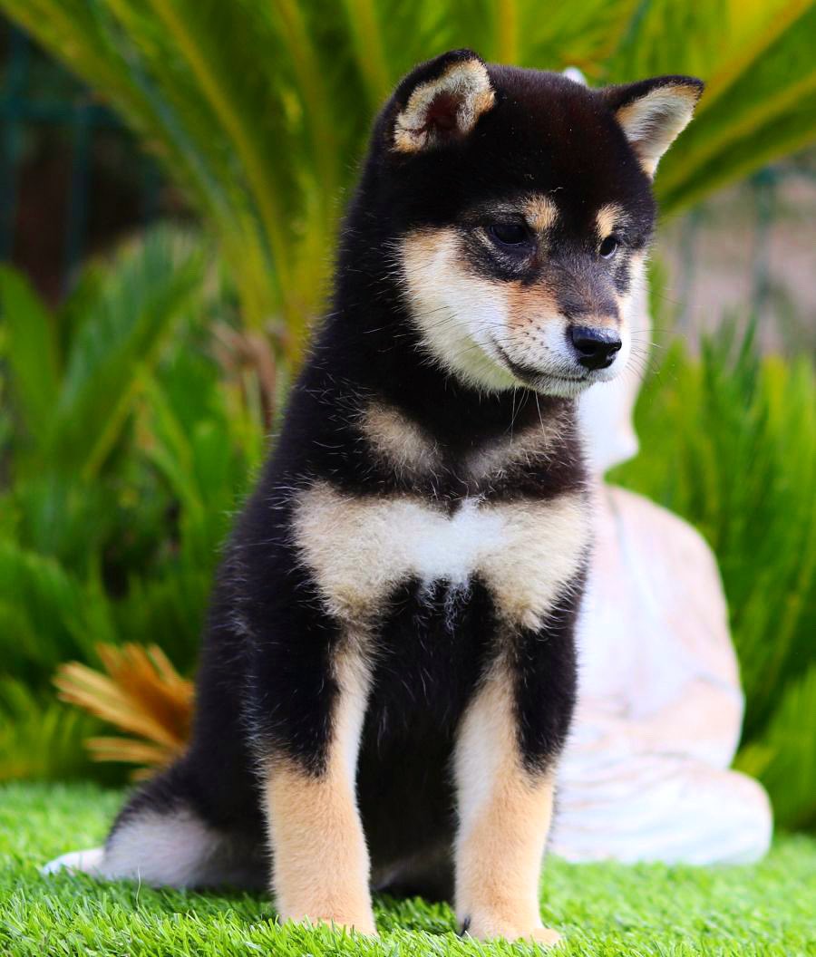  Andoni  tweet media