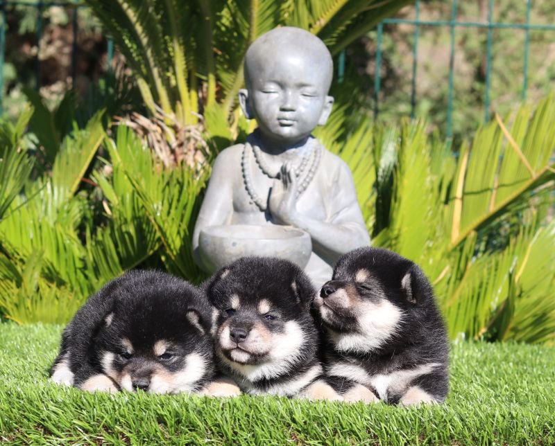  Andoni  tweet media