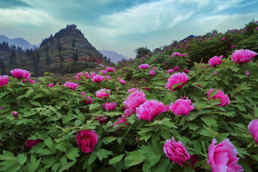 iChongqing_CIMC's tweet photo. Since ancient times, the northeastern county of Dianjiang in Chongqing has always enjoyed the honor of being the hometown of peony flowers.

 #Chongqing #peonyflower #SpringTourism

https://t.co/sCQoCey6HF https://t.co/9aNuT6OLI1