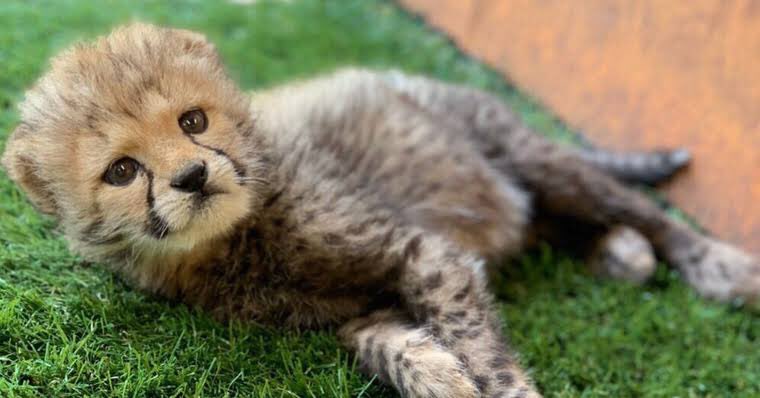 さくら Na Twitterze ネコ科の方のチーターの赤ちゃん可愛い T Co Nnsgsts3z7 Twitter