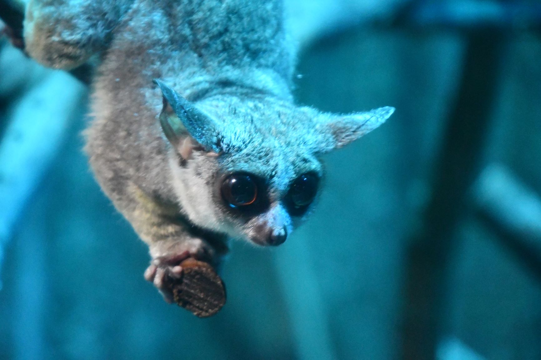 神戸市立王子動物園 公式 太陽の動物舎 では爬虫類や夜行性の動物 熱帯に生息する動物たちをご覧いただけますよ 王子動物園 太陽の動物舎 T Co Hhdvwdt6ga Twitter