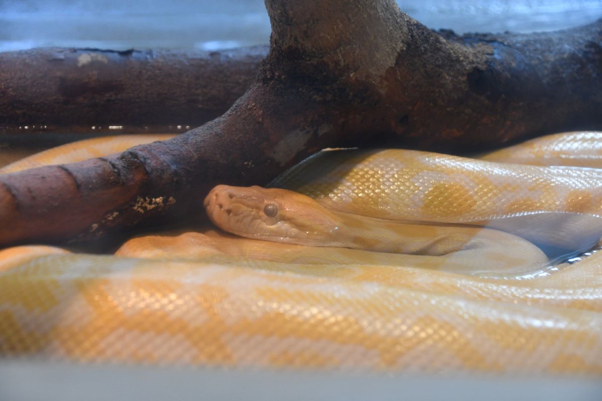 神戸市立王子動物園 公式 على تويتر 太陽の動物舎 では爬虫類や夜行性の動物 熱帯に生息する動物たちをご覧いただけますよ 王子動物園 太陽の動物舎